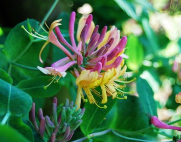 Honeysuckle Gold Flame