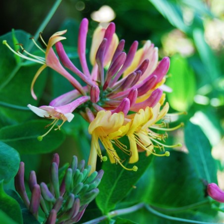 Chèvrefeuille Gold Flame - Lonicera Heckrottii Gold Flame