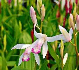 Bletilla Striata Kuchibeni