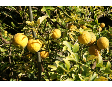 Citronnier du nord - Poncirus Trifoliata