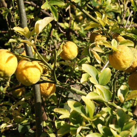 Driebladige citroen  - Poncirus Trifoliata