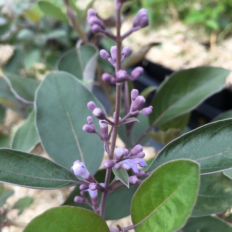 Lilas d’Arabie - Vitex trifolia purpurea