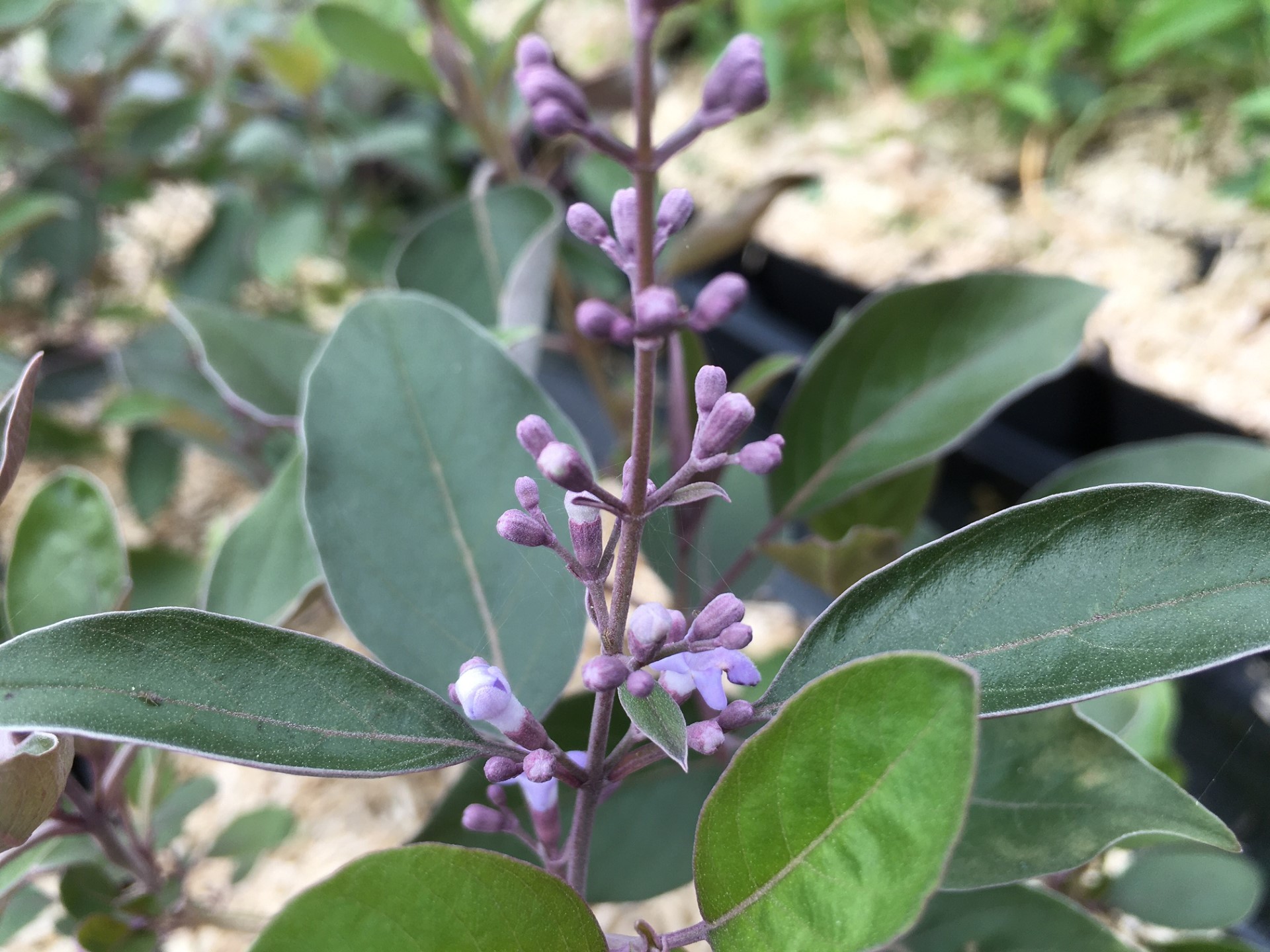 Arabian Lilac