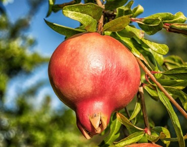 Punica granatum Kabylie