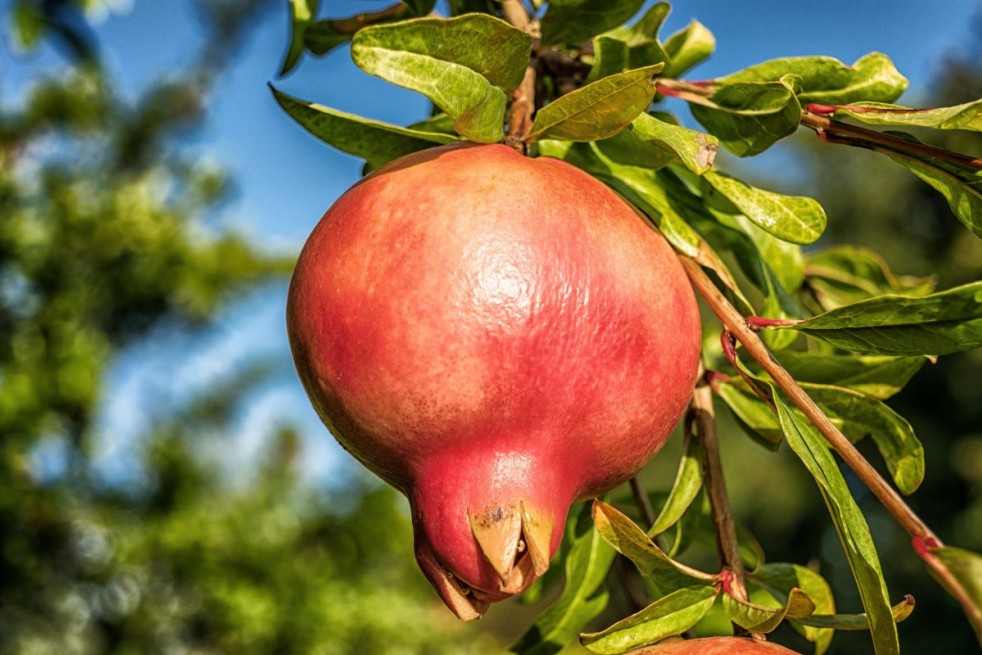 Punica granatum Kabylie