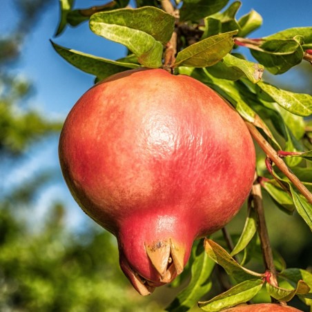 Punica granatum Kabylie