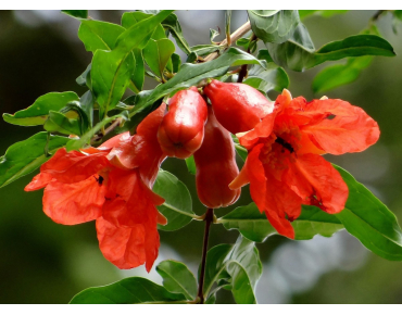 Granaatappelboom Kabylie - Punica granatum Kabylie