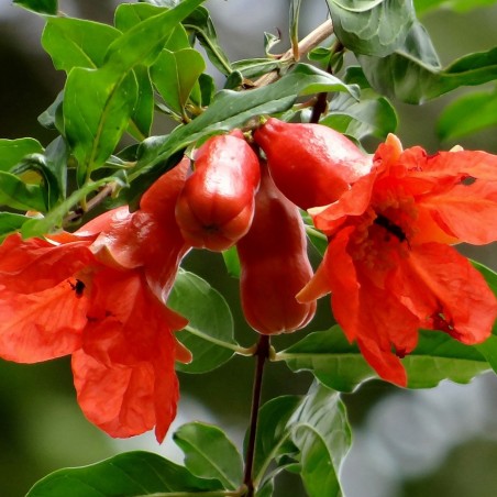 Granaatappelboom Kabylie - Punica granatum Kabylie