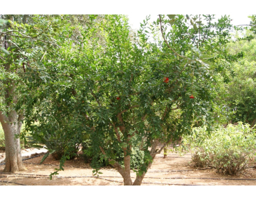 Granaatappelboom Kabylie - Punica granatum Kabylie