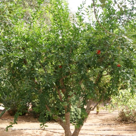 Granatapfelbaum Kabylie - Punica granatum Kabylie