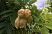 Staphylea Colchica - fruit - Jardins du Monde.be