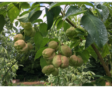 Staphylea Colchica - fruit - Jardins du Monde.be