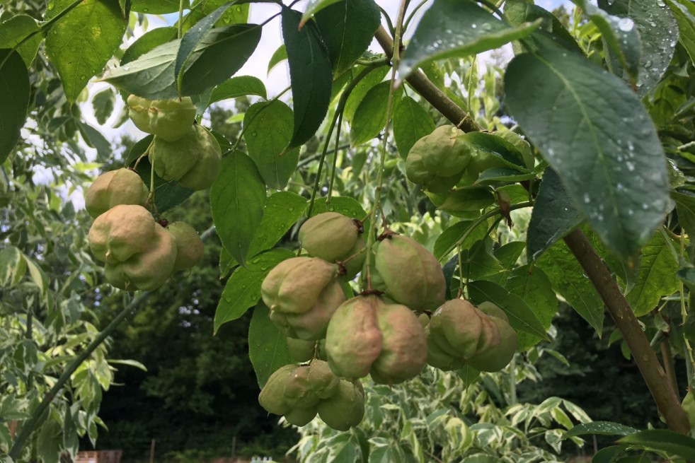 Staphylea Colchica - fruit - Jardins du Monde.be