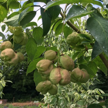 Staphylea Colchica - fruit - Jardins du Monde.be