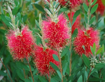 Rince-bouteille Laevis