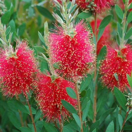 Lampenpoetser Laevis - Callistemon Laevis