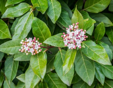 Viburnum tinus giganteum - Krzysztof Golik, CC BY-SA 4.0  via Wikimedia Commons