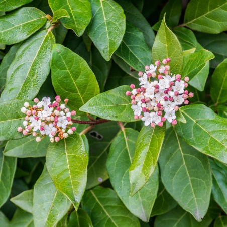 Viburnum tinus giganteum - Krzysztof Golik, CC BY-SA 4.0  via Wikimedia Commons