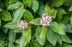 Viburnum tinus giganteum - Krzysztof Golik, CC BY-SA 4.0  via Wikimedia Commons
