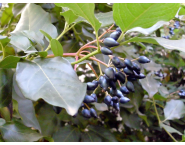 Viburnum tinus giganteum - Javier martin, Public domain, via Wikimedia Commons