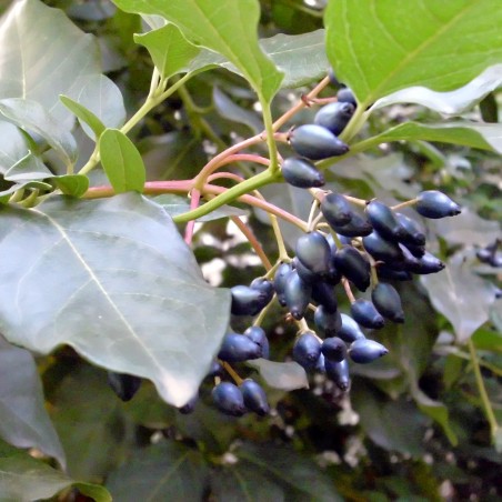 Viburnum tinus giganteum - Javier martin, Public domain, via Wikimedia Commons