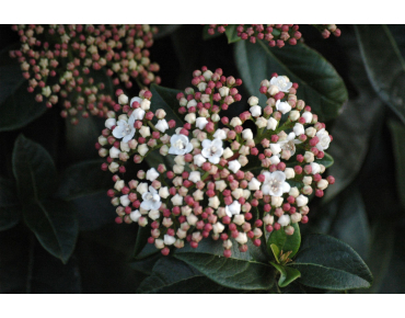 Viburnum tinus giganteum - Jardins du Monde.be