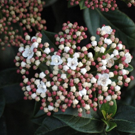 Viburnum tinus giganteum - Jardins du Monde.be