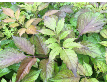 Sambucus nigra Milk Chocolate -Jardins du Monde.be