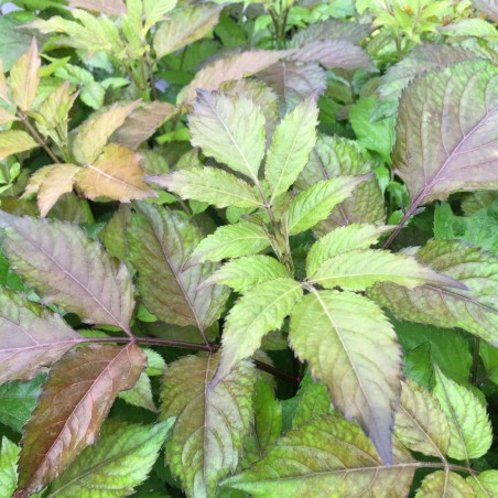 Sambucus nigra Milk Chocolate -Jardins du Monde.be