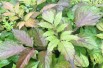 Sambucus nigra Milk Chocolate -Jardins du Monde.be