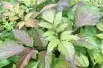 Sambucus nigra Milk Chocolate -Jardins du Monde.be