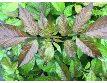 Sambucus nigra Milk Chocolate -Jardins du Monde.be