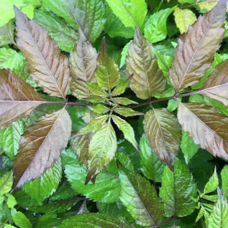 Sambucus nigra Milk Chocolate -Jardins du Monde.be