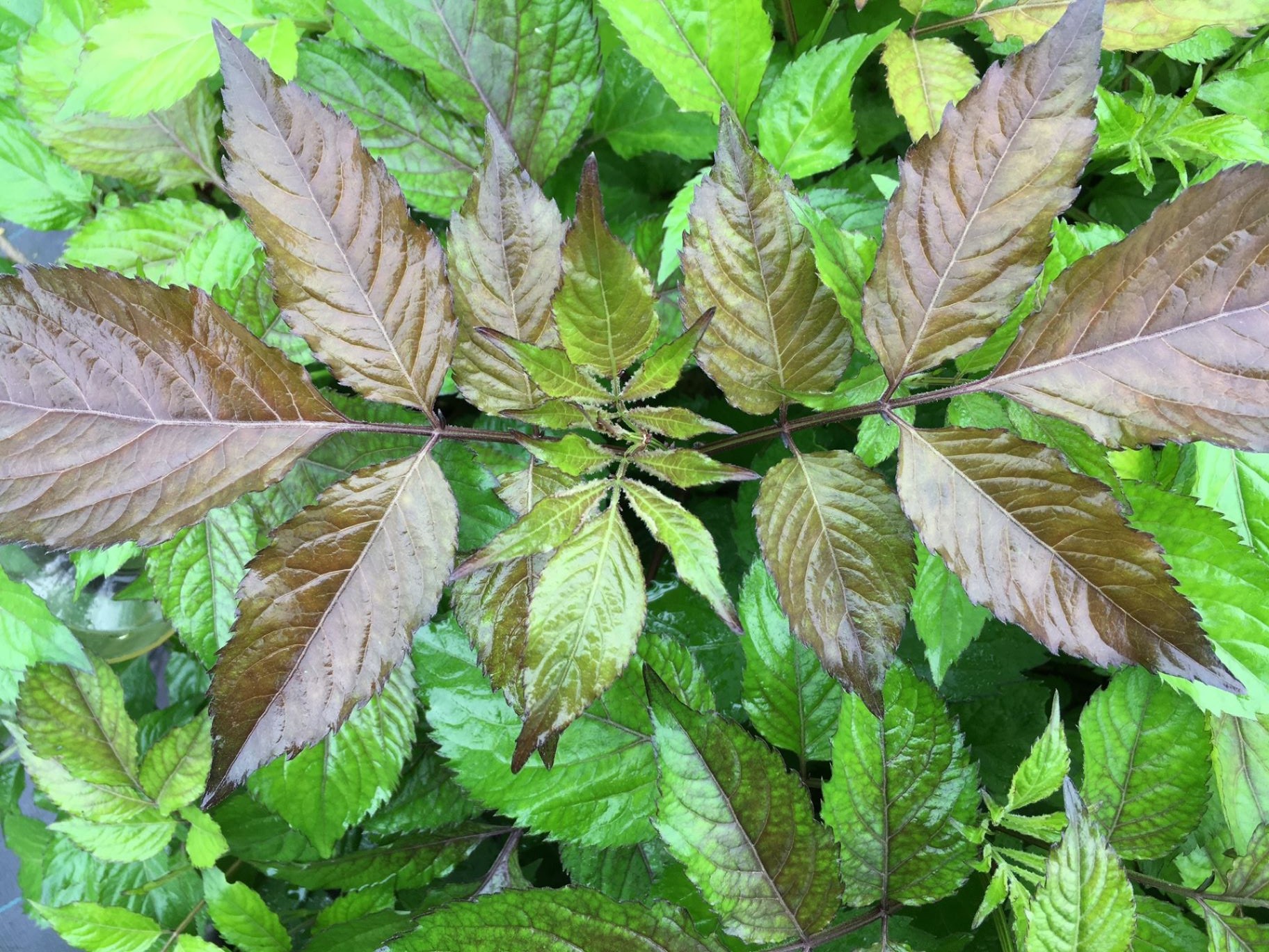 Black Elder Milk Chocolate