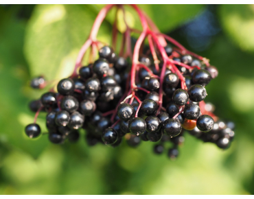 Black Elder Milk Chocolate - Sambucus nigra Milk Chocolate