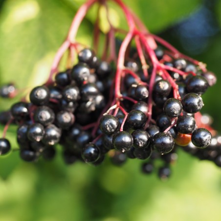 Zwarte Vlier Milk Chocolate - Sambucus nigra Milk Chocolate