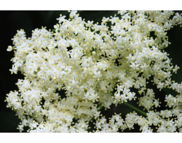 Zwarte Vlier Milk Chocolate - Sambucus nigra Milk Chocolate