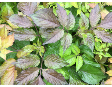 Sambucus nigra Milk Chocolate -Jardins du Monde.be