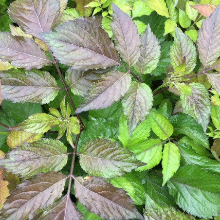 Sambucus nigra Milk Chocolate -Jardins du Monde.be