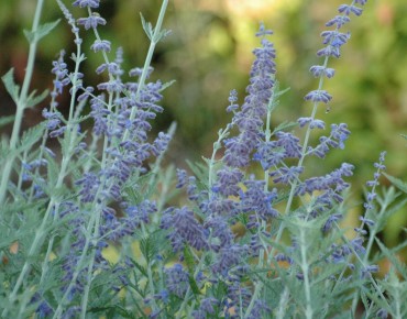 Perovskia atriplicifolia Blue Spire