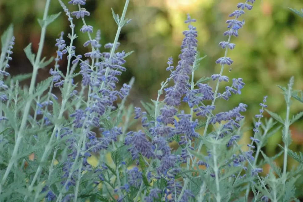 Perovskia atriplicifolia Blue Spire