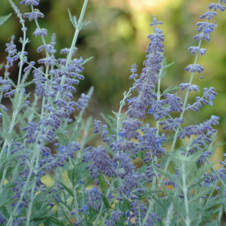 Perovskia atriplicifolia Blue Spire