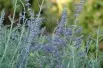 Perovskia atriplicifolia Blue Spire