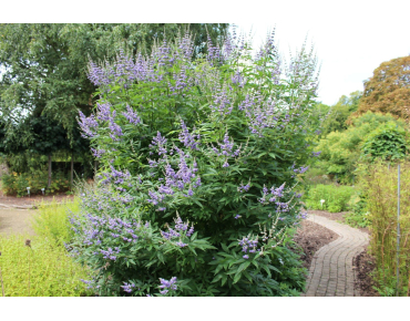 Vitex agnus-castus Latifolia - Jardins du Monde.be