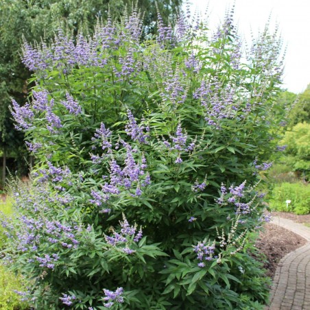 Vitex agnus-castus Latifolia - Jardins du Monde.be