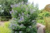 Vitex agnus-castus Latifolia - Jardins du Monde.be Vitex agnus-castus Latifolia - Jardins du Monde.be