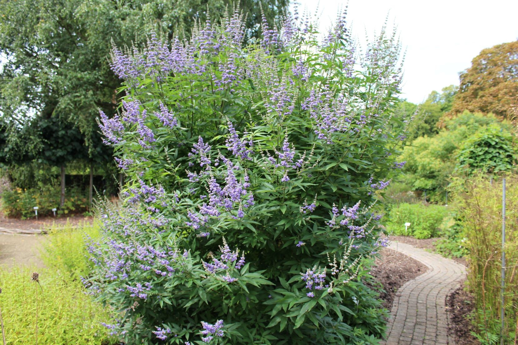 Mönchspfeffer  - Keuschbaum - Vitex agnus-castus Latifolia