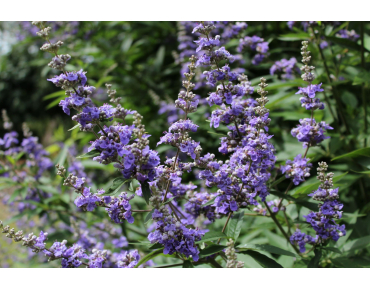 Vitex agnus-castus Latifolia - Jardins du Monde.be