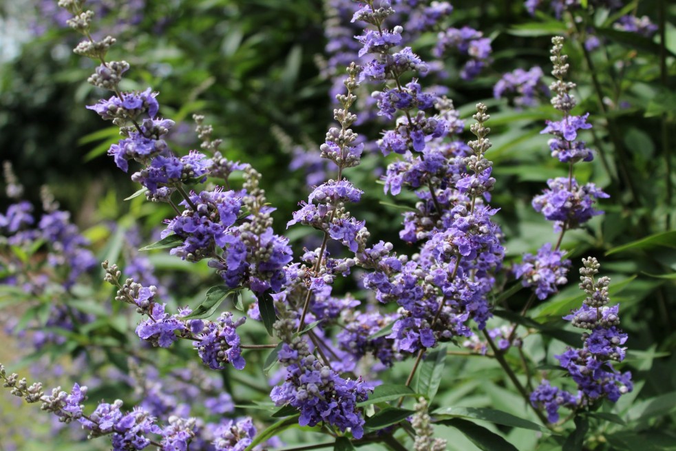 Vitex agnus-castus Latifolia - Jardins du Monde.be Vitex agnus-castus Latifolia - Jardins du Monde.be