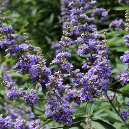 Vitex agnus-castus Latifolia - Jardins du Monde.be